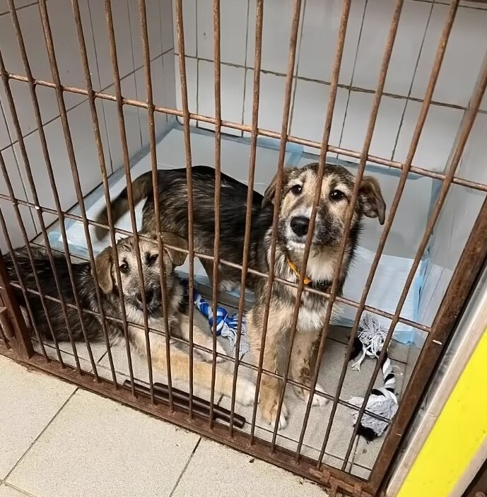 two dogs in cage