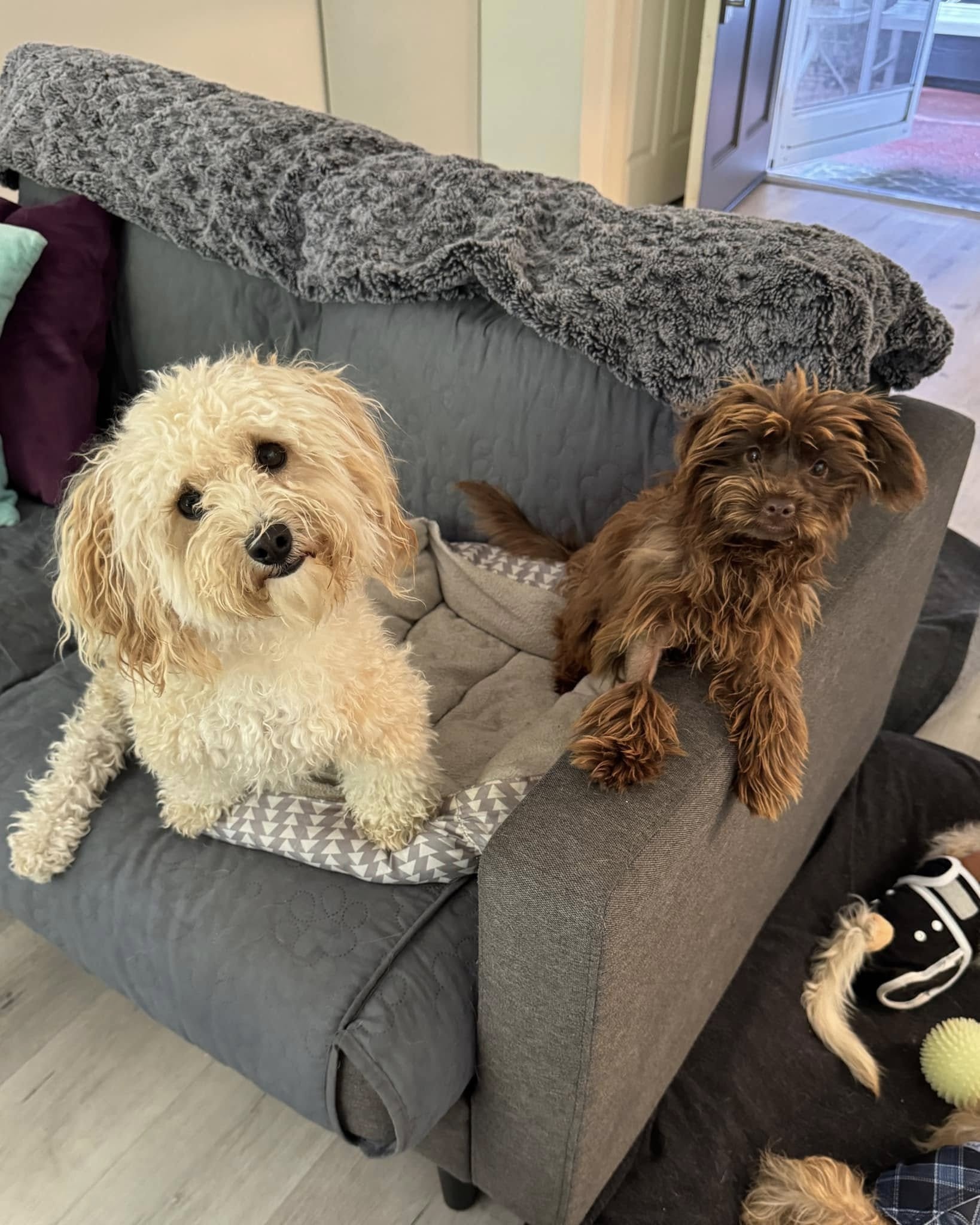 two dogs on couch