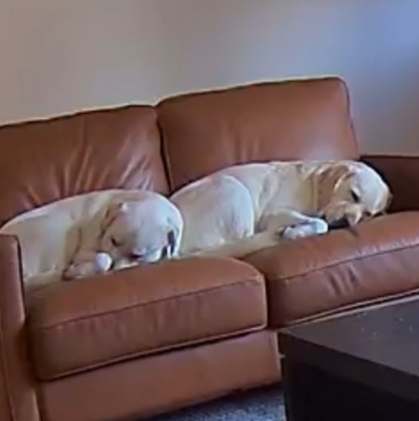 two dogs on the couch