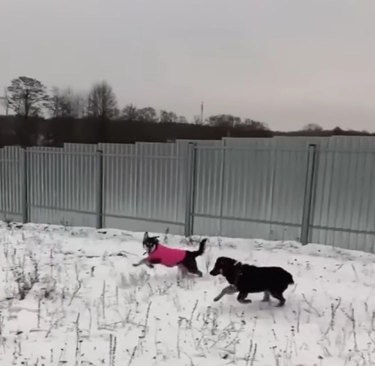 two dogs playing outside