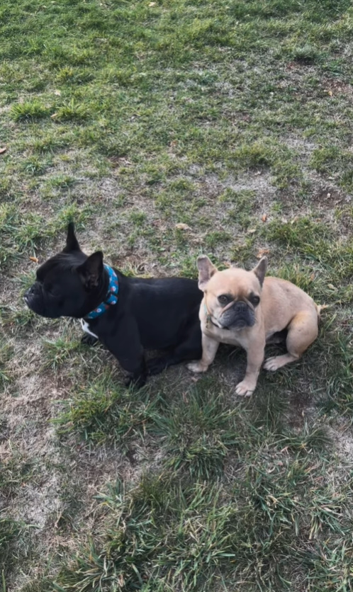 two dogs sitting on grass