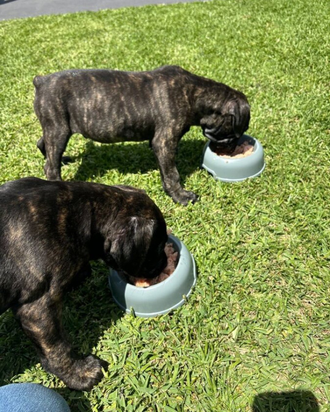 two puppies eating