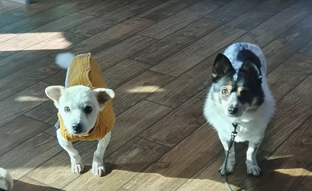 two puppies standing and looking at the camera