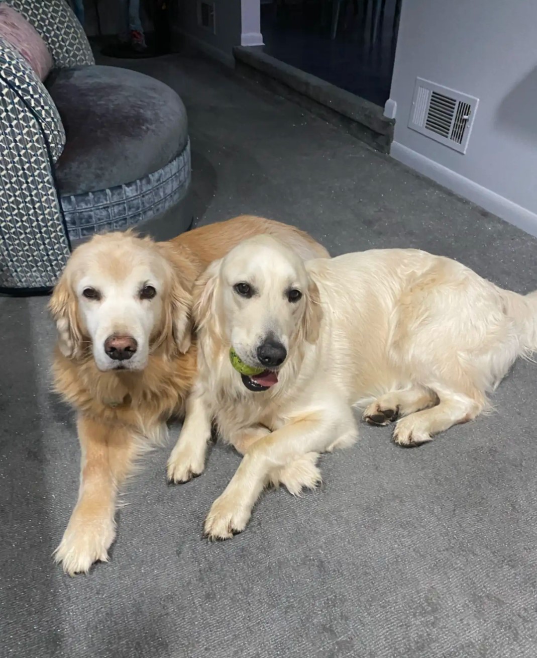 two retriever lying with ball in mouth