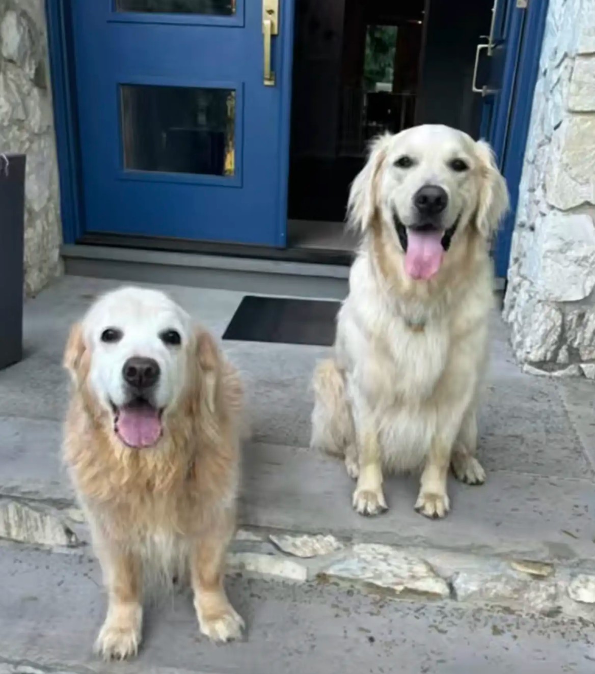 two retrievers sitting in front of the outdoor doors