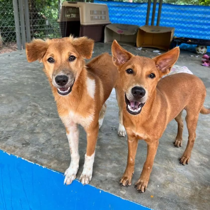 two sweet brown dogs