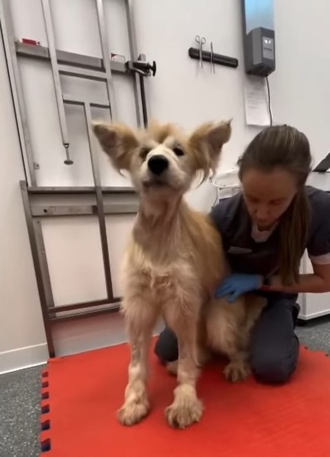 vet helping the dog