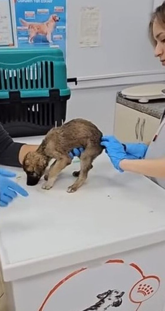 veterinarians checking puppy