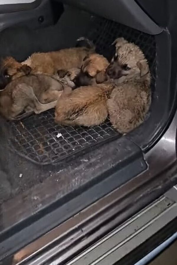 wet puppies in trunk