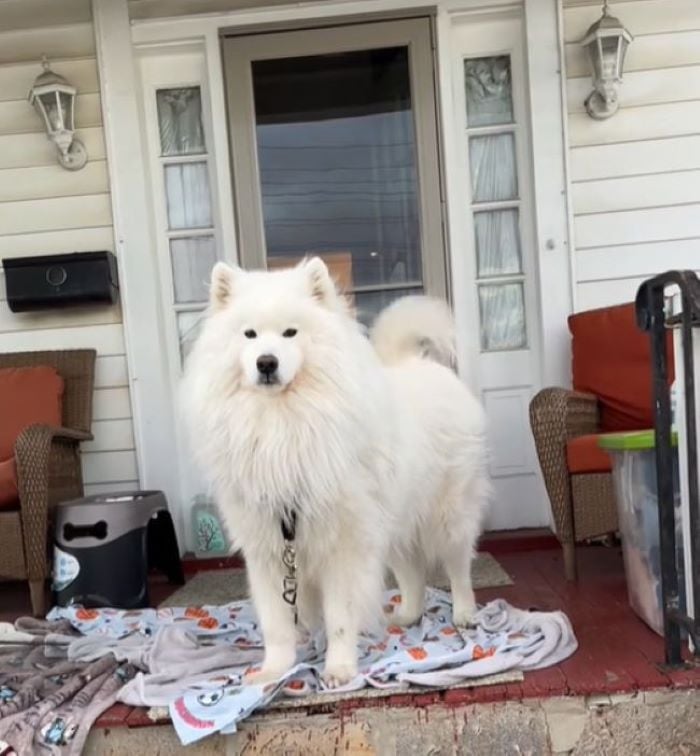 white dog in front of the house