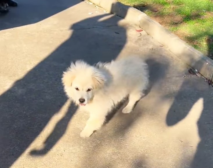 white dog outdoor