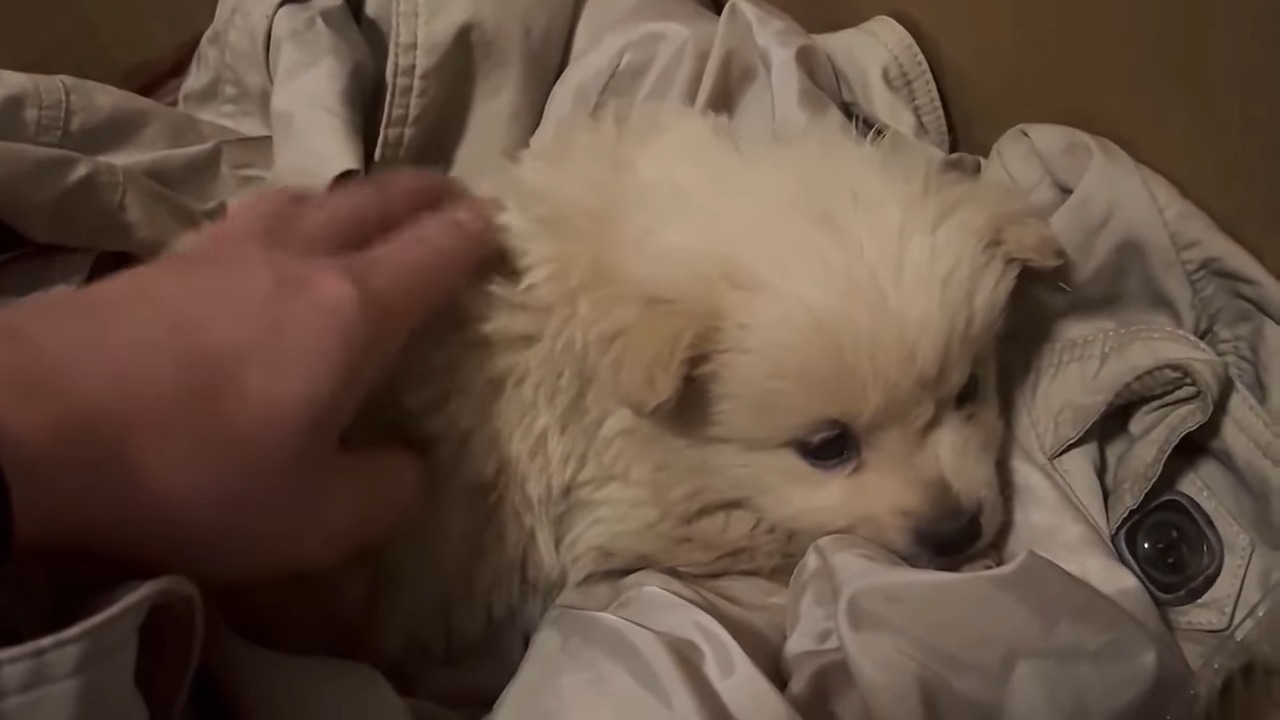 white puppy lying on sheet