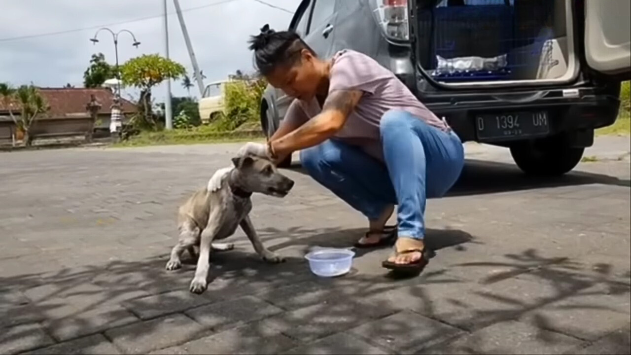 woman cleaning the dog