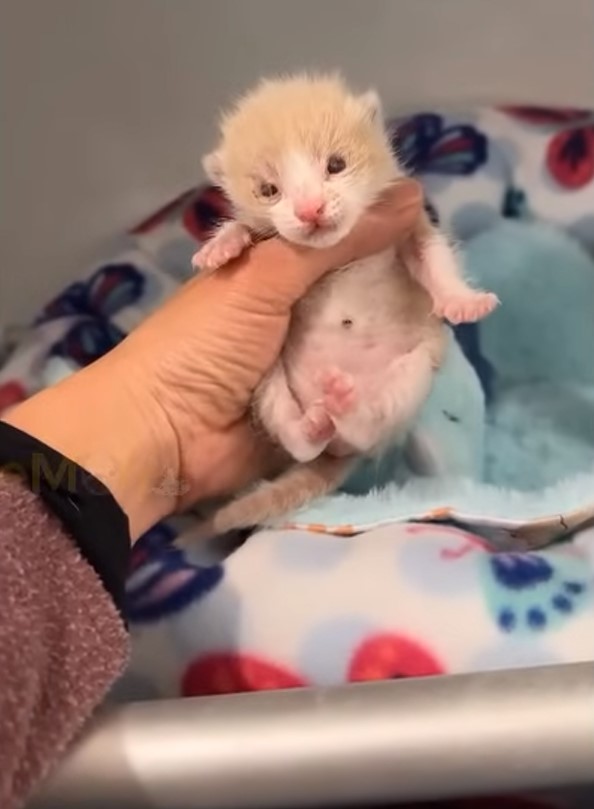 woman holding a tiny puppy