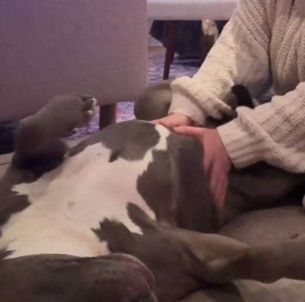 woman massaging dogs belly