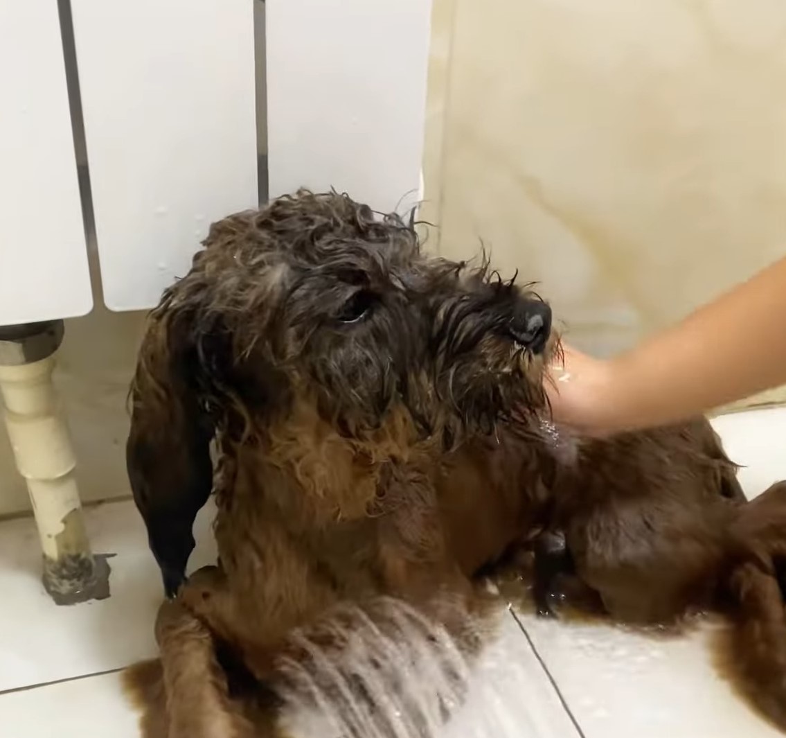 woman petting a shaggy brown dog