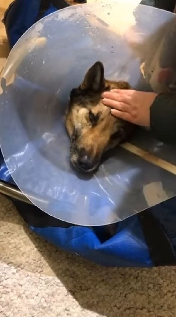 woman petting injured dog