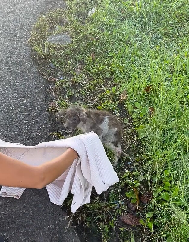 woman trying to get abandoned dog outdoor with towel