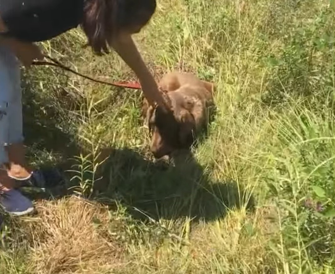 woman with dog in grass