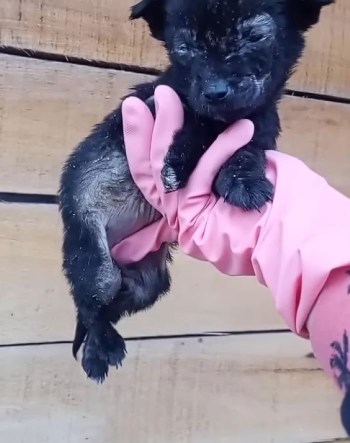 woman with rubber gloves holding a black puppy