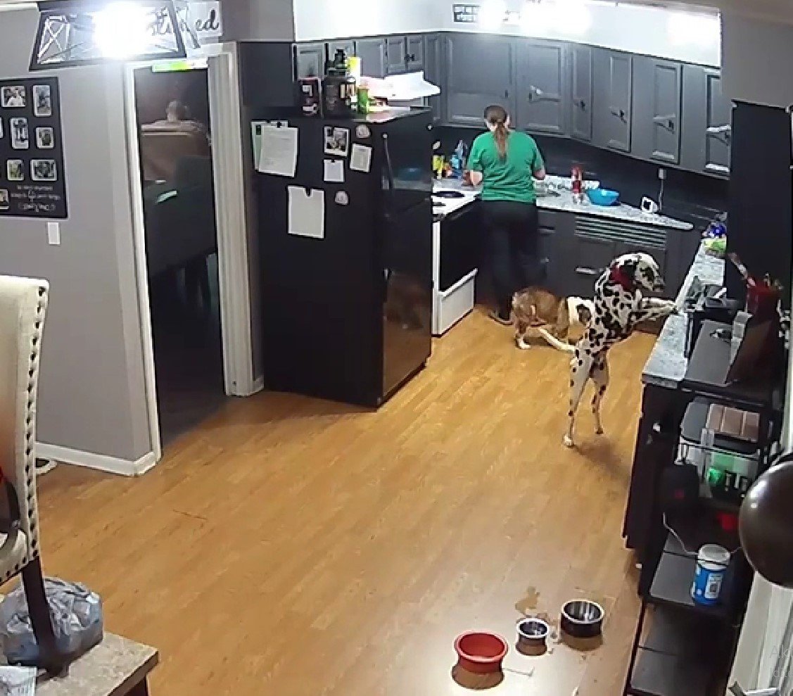 woman working in the kitchen while dog jumped on kitchen desk