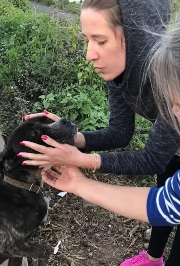 women touching abandoned dog