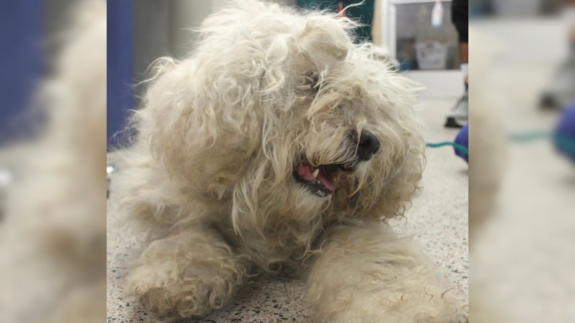 Sweet Pup Was Heartbroken After His Family Had To Surrender Him To A Shelter In Pennsylvania