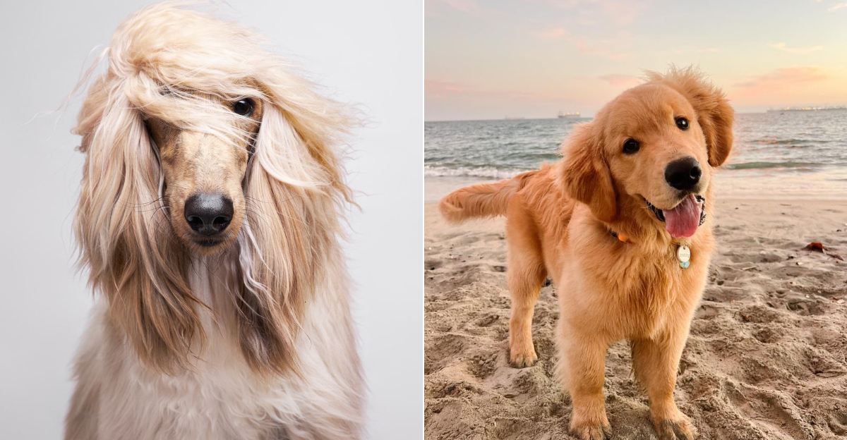 30 Most Beautiful Dog Breeds That Will Take Your Breath Away