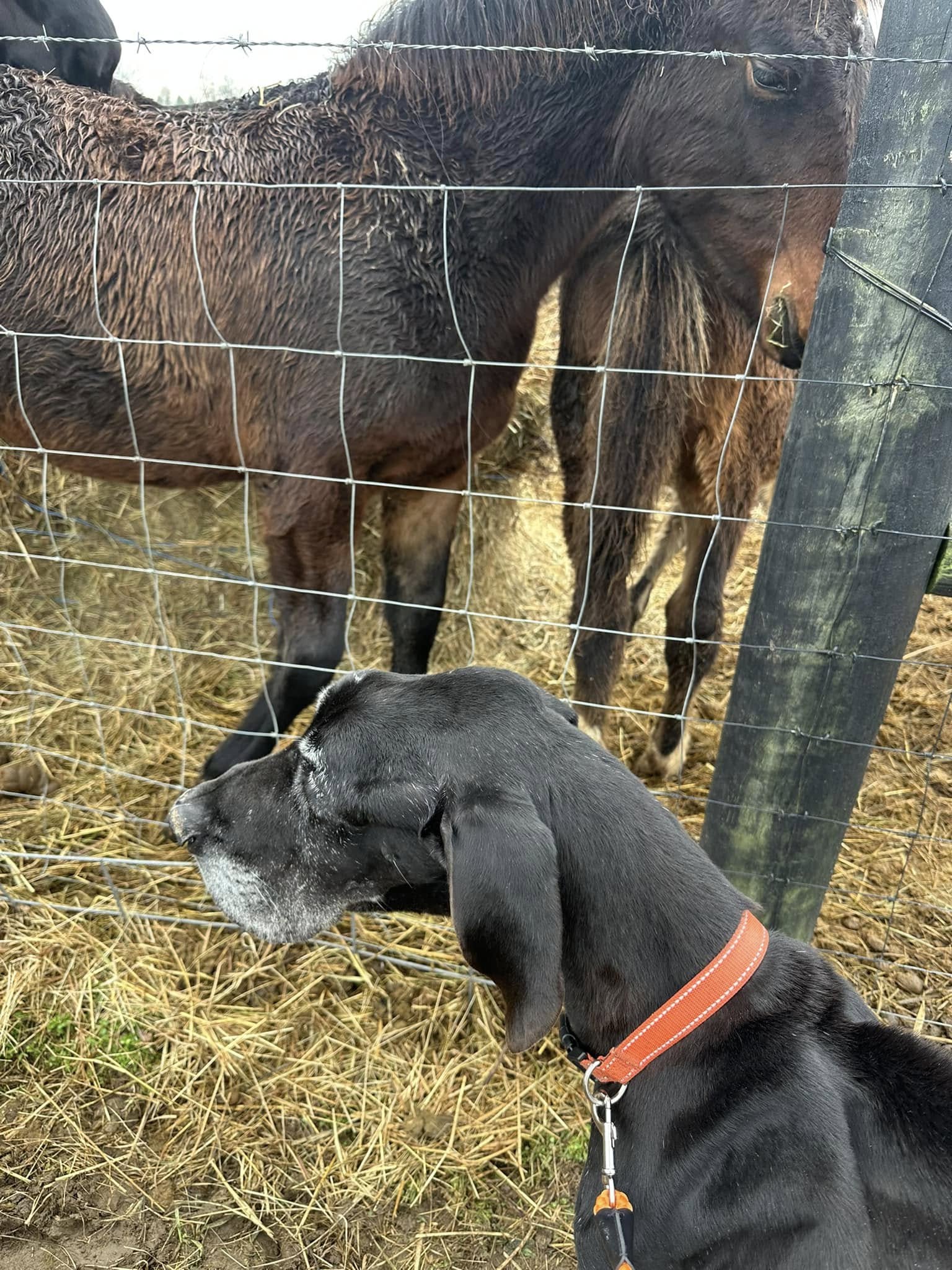 A Great Dane stands next to a horse