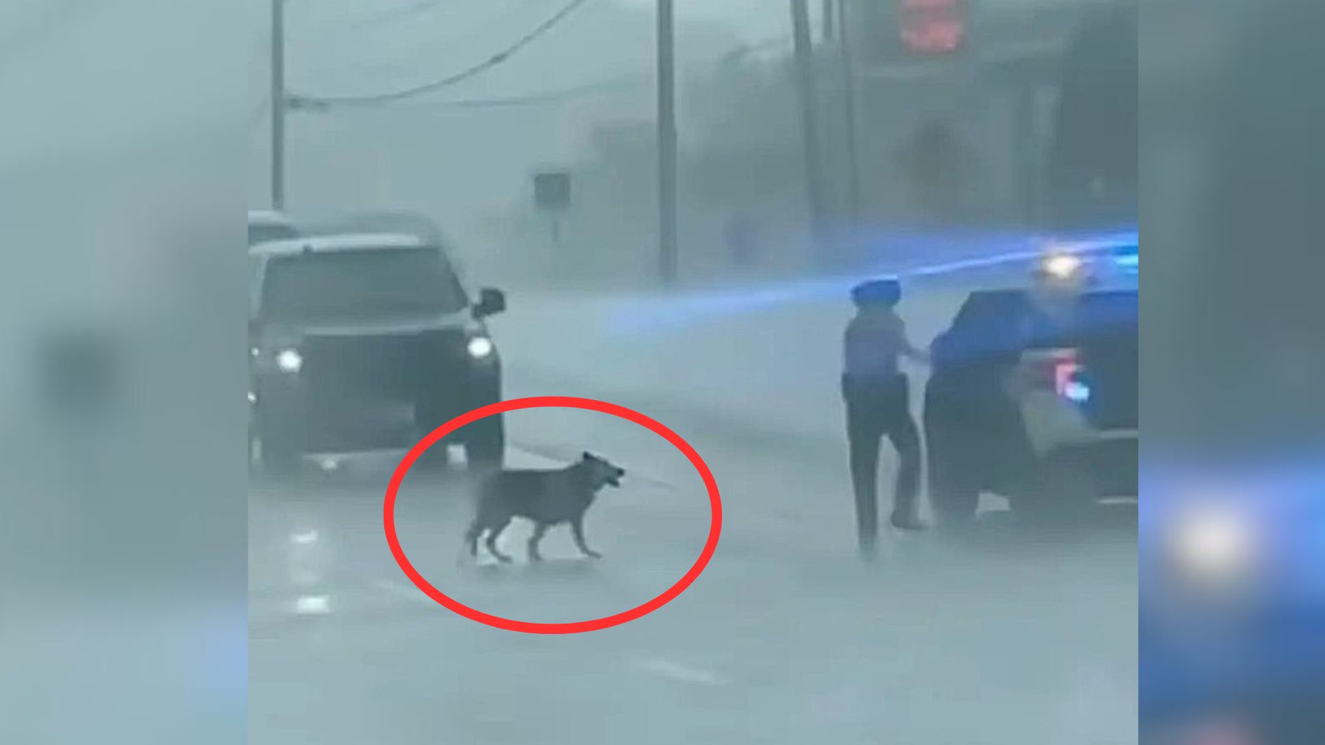 Officers Saw A Pup Walking On Tennessee Highway In Rainy Weather, So They Tried To Help