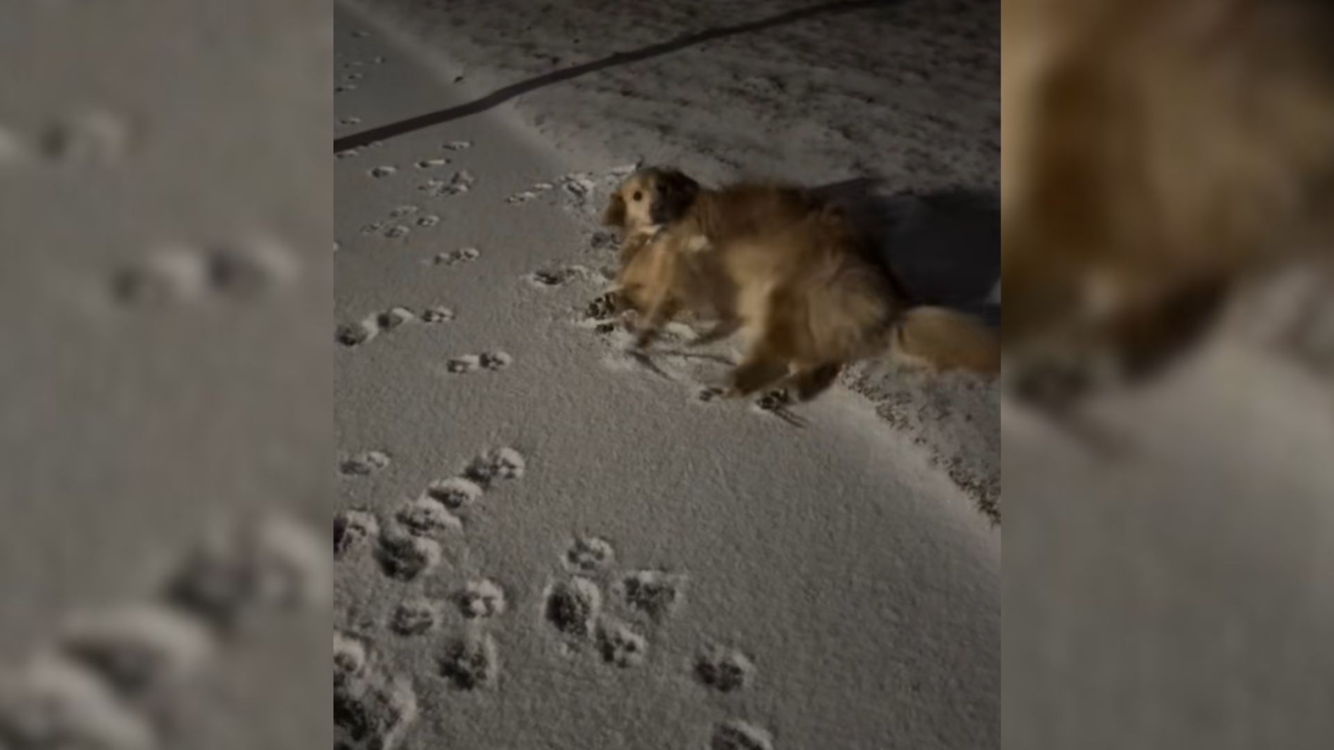 dog on snow