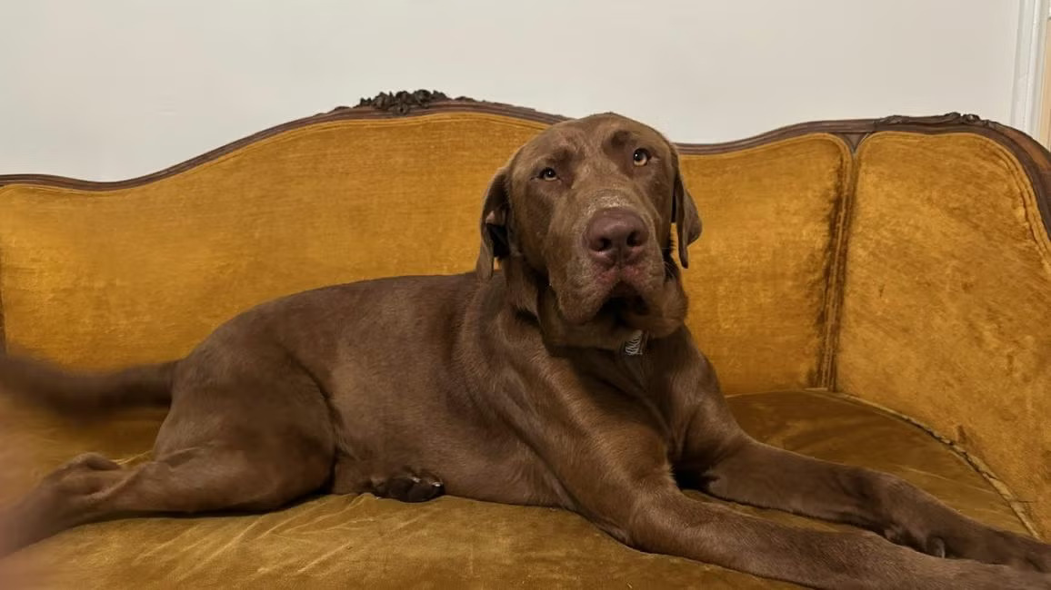 A beautiful brown dog is lying on the couch