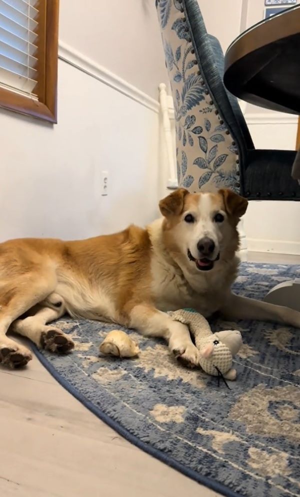 A beautiful dog is lying on the floor under the table