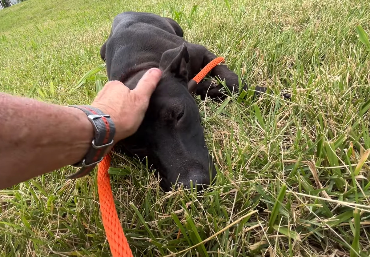 A black dog lies in the grass while a man pet it