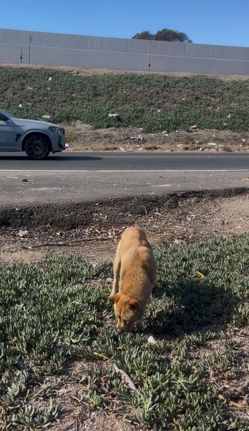 A brown dog sniffs the grass by the road