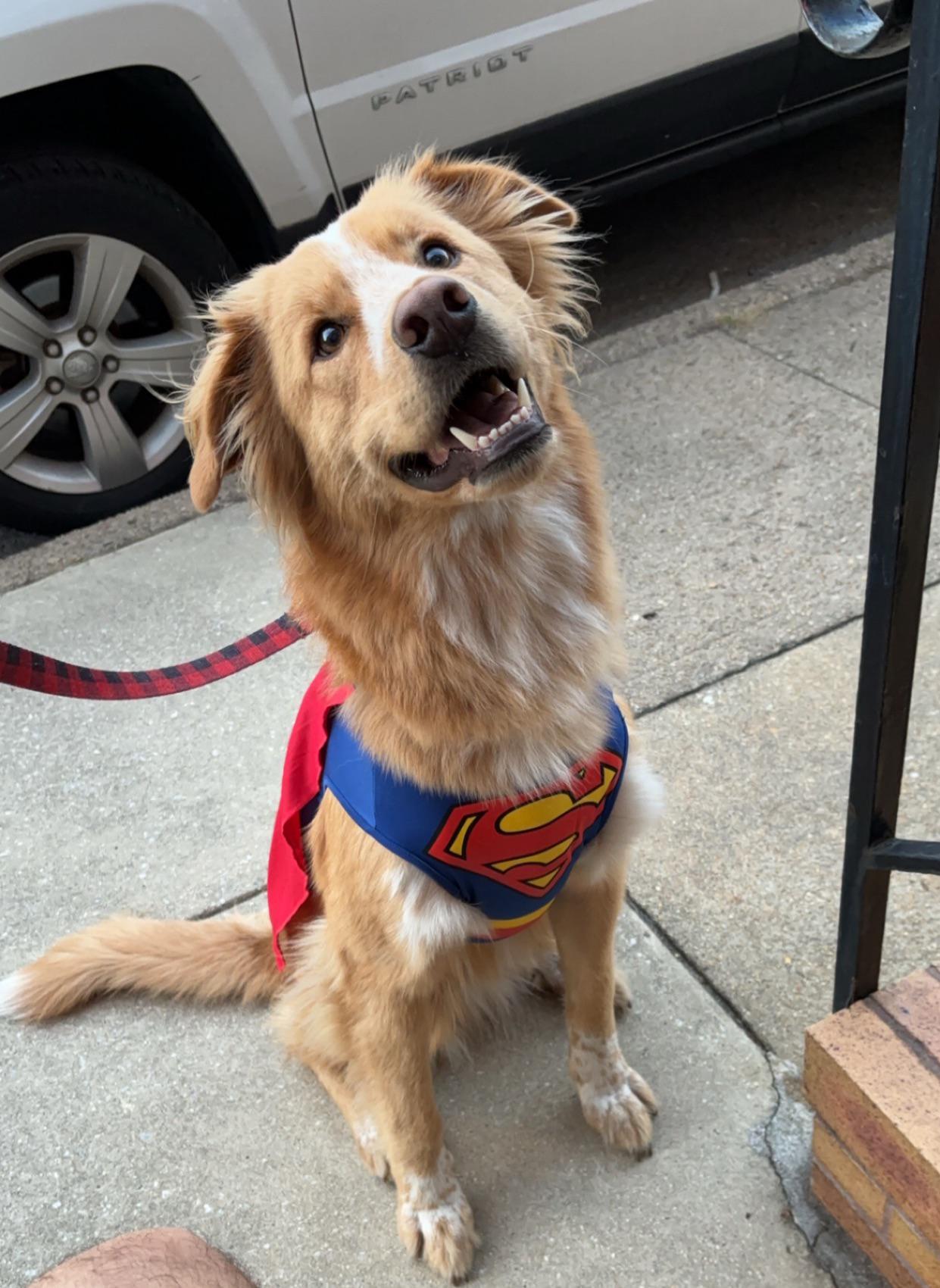 A cheerful dog is sitting on the sidewalk