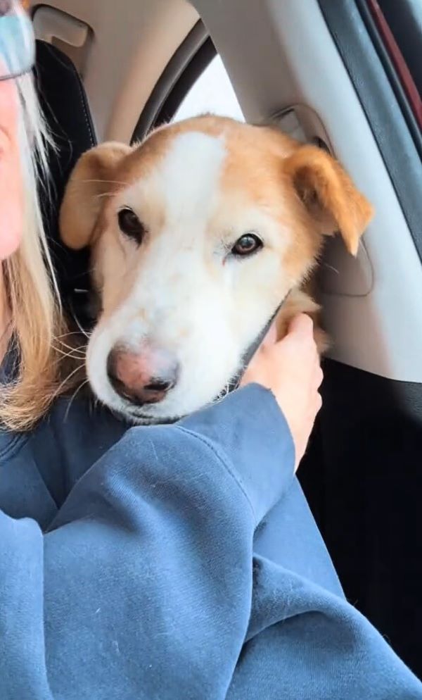 A cuddly dog ​​enjoys a car ride