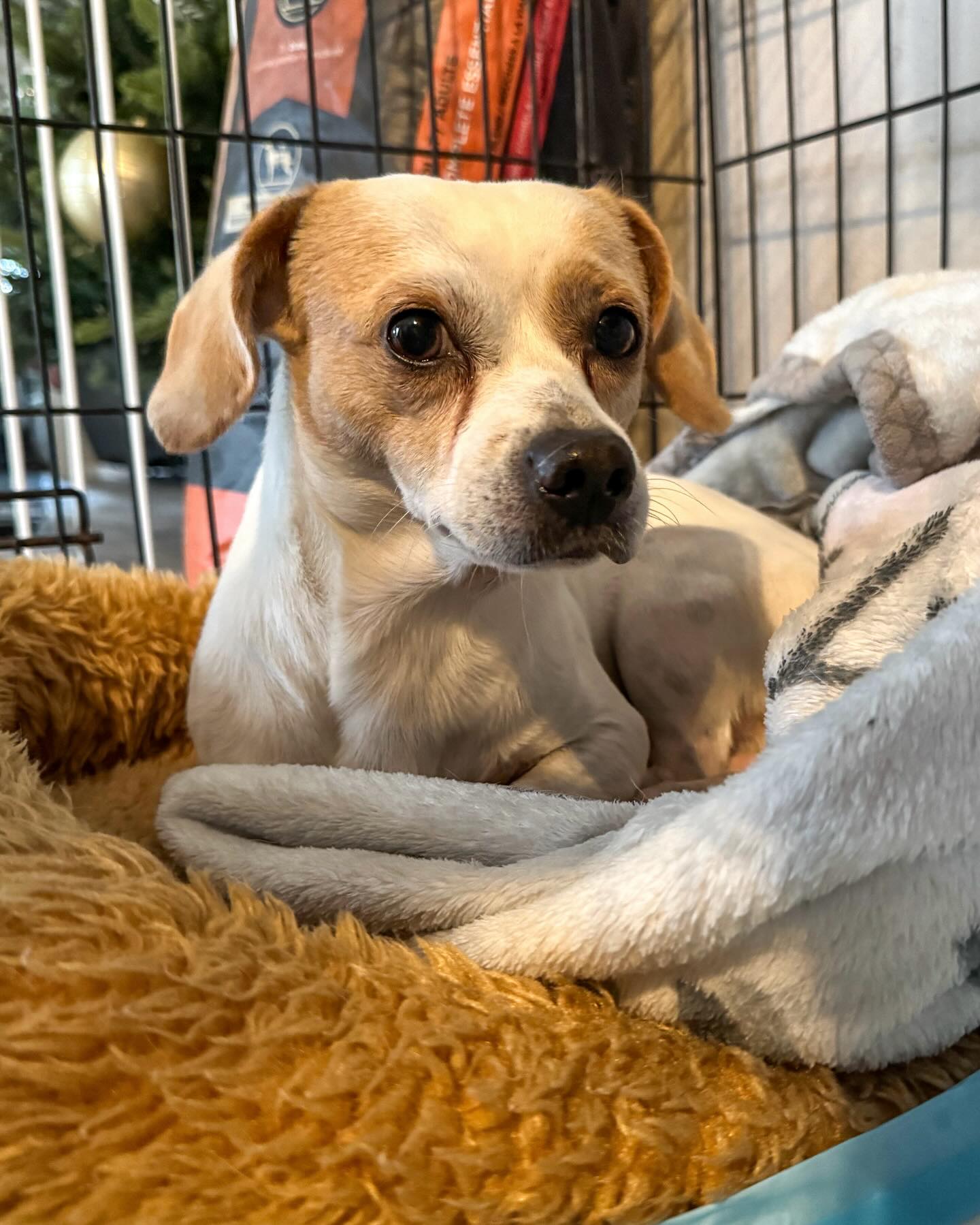 A cute puppy is lying on a blanket in a cage