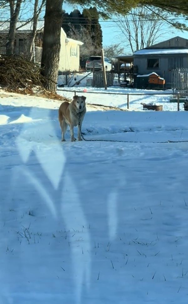 A dog tied to a chain stands in the snow