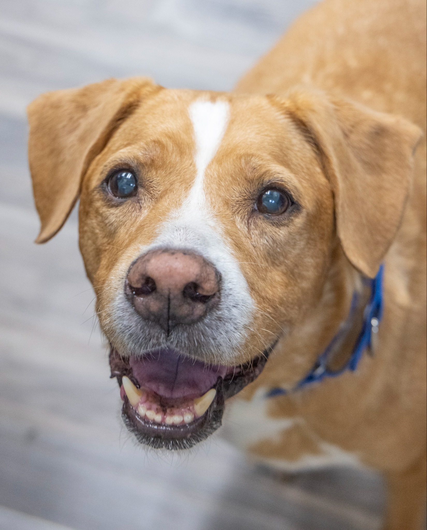 A dog with brown eyes and an open mouth looks at the camera