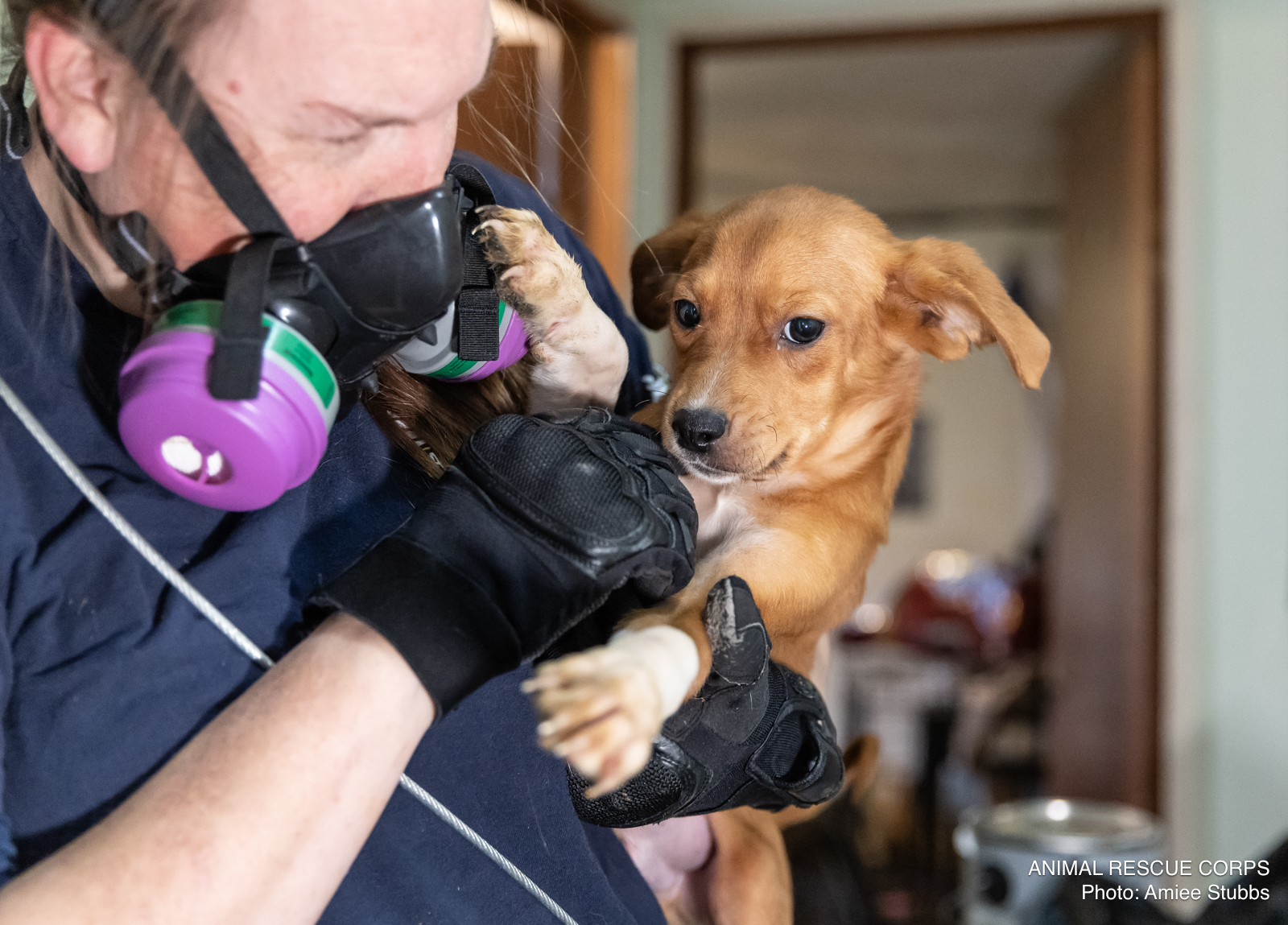 A female rescuer holds a brown puppy in her arms