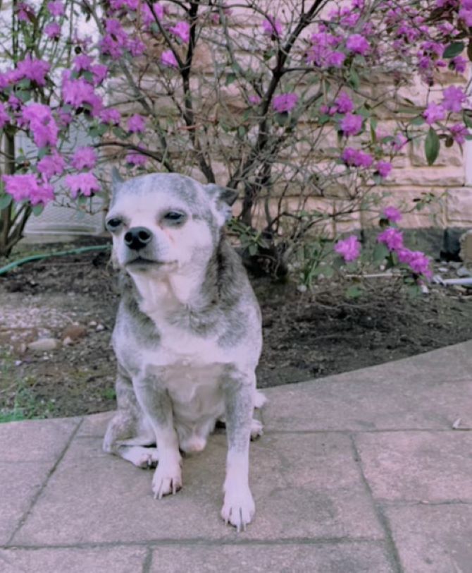 A gray and white puppy is sitting on the sidewalk