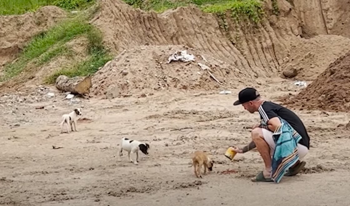 A man feeds abandoned puppies