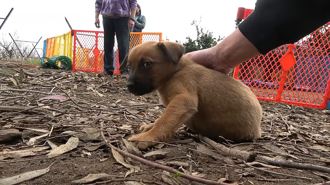 A man is petting a brown dog