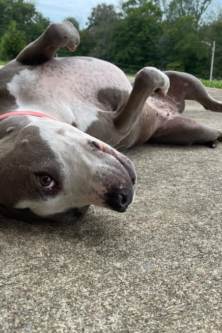 A playful dog lies on its back on the sidewalk