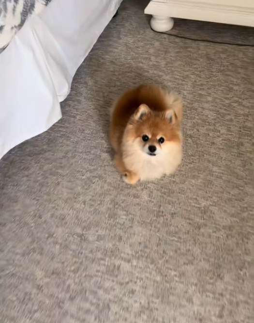 A puppy sits on the carpet and looks at the camera