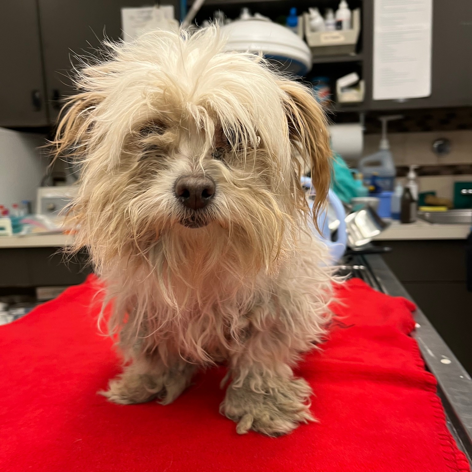 A shaggy puppy is standing on a red blanket