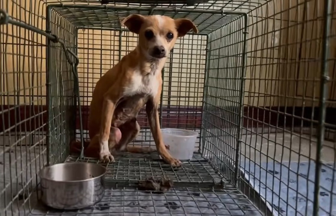 A skinny chihuahua sits in a cage