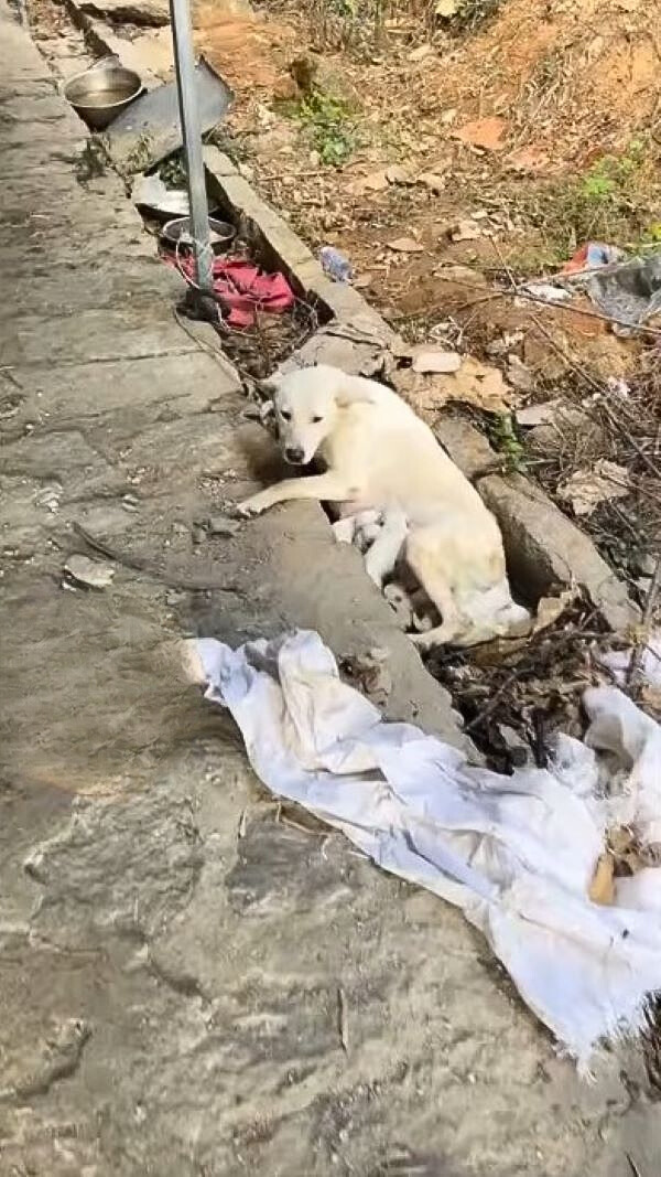 A tied dog lies on the sidewalk