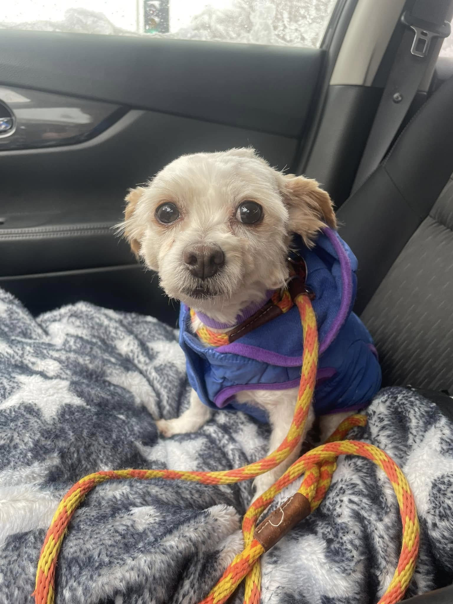 A well-groomed puppy sits on the car seat